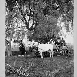 Photograph - 'Under the Myall', Horse & Buggy with Horseback Rider, by A.J. Campbell, Victoria, circa 1895
