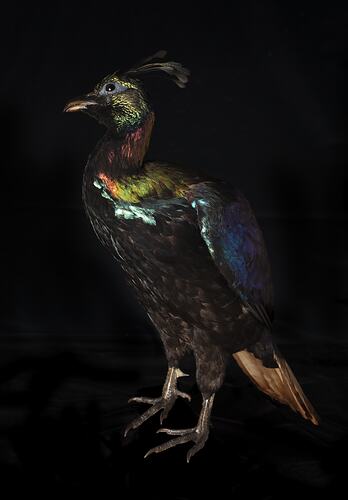 <em>Lophophorus impejanus</em>, Himalayan Monal. [59916]