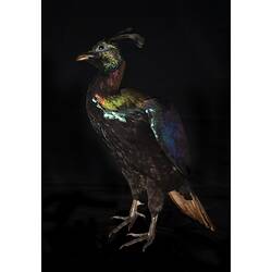 Our Wondrous Planet, Our Wild Family: Taxidermy Mount - Himalayan Monal, <em>Lophophorus impejanus</em>
