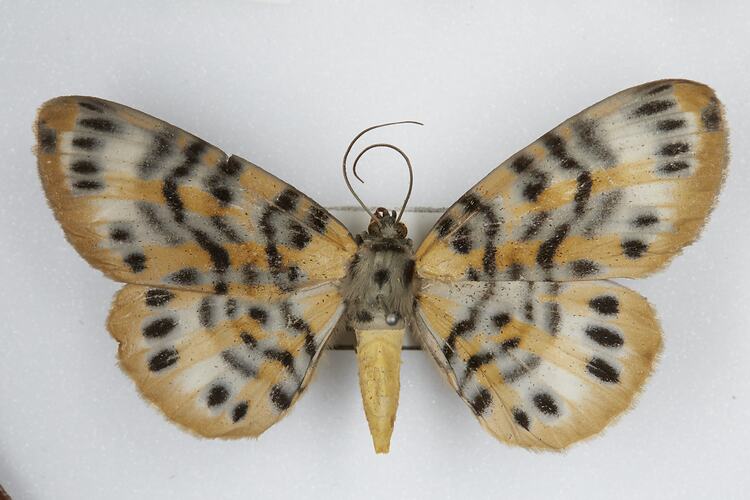 <em>Bracca</em> sp., geometrid moth. [HET 51373]