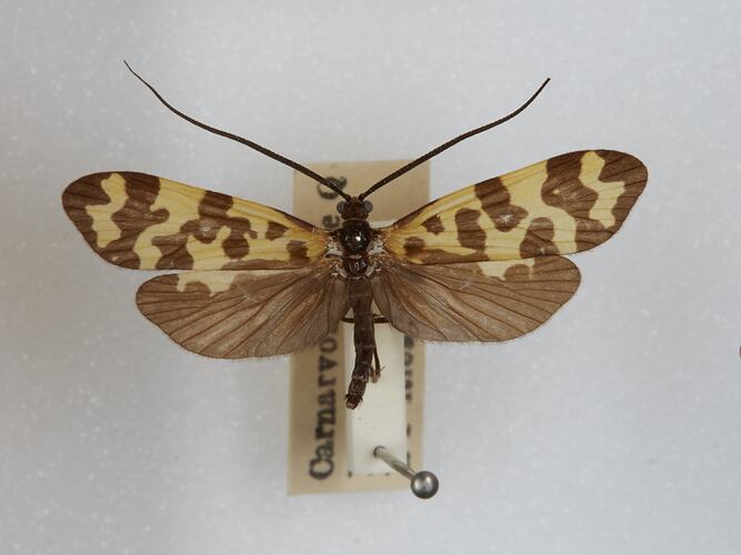 <em>Stenopsychodes</em> sp., caddisfly. [TRI 27381]