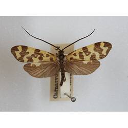 Our Wondrous Planet, Our Wild Family: Dry Specimen - Caddisfly, <em>Stenopsychodes</em>