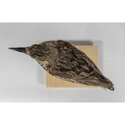 <em>Burhinus grallarius</em>, Bush Stone-curlew. [22154]