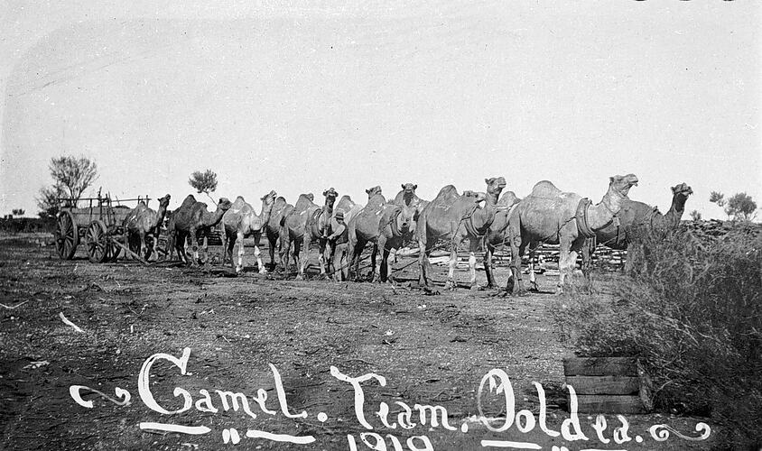 CAMEL TEAM, OOLDEA. 1919