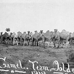 Negative - Camel Train, Ooldea, South Australia, 1919