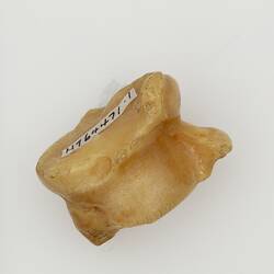 Knucklebone, natural colour.