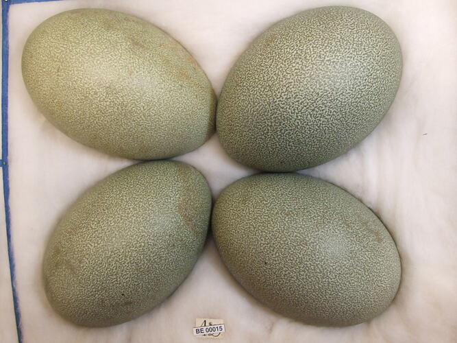 Four bird eggs with specimen label.