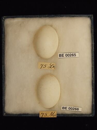 Two bird eggs with specimen labels in box.