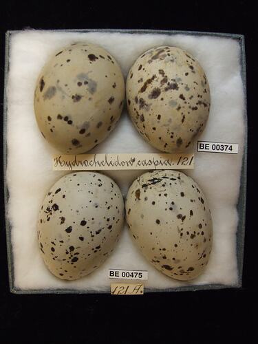 Four bird eggs with specimen labels in box.