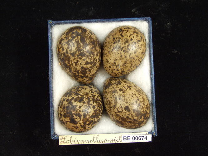Four bird eggs with specimen labels in box.