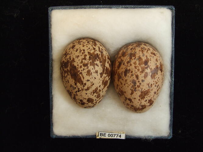 Two bird eggs with specimen labels in box.