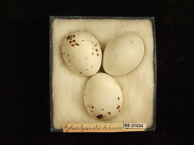 Three bird eggs and specimen label in box.
