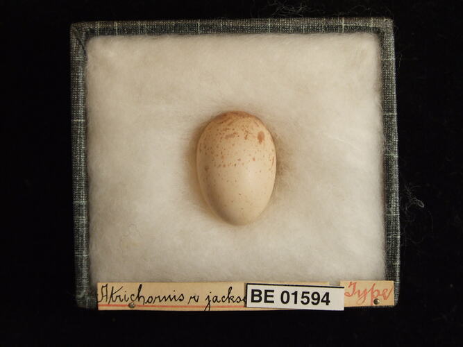 Bird egg with specimen labels in box.