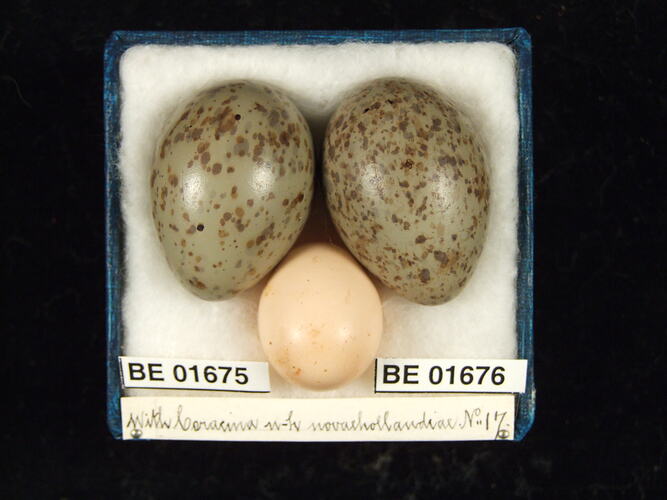Three bird eggs with specimen labels in box.