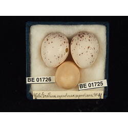 <em>Cuculus pallidus</em>