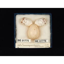 <em>Cuculus pallidus</em>