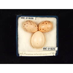 <em>Cuculus pallidus</em>