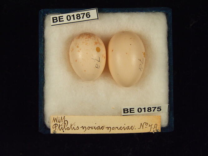 Two bird eggs with specimen labels in box.