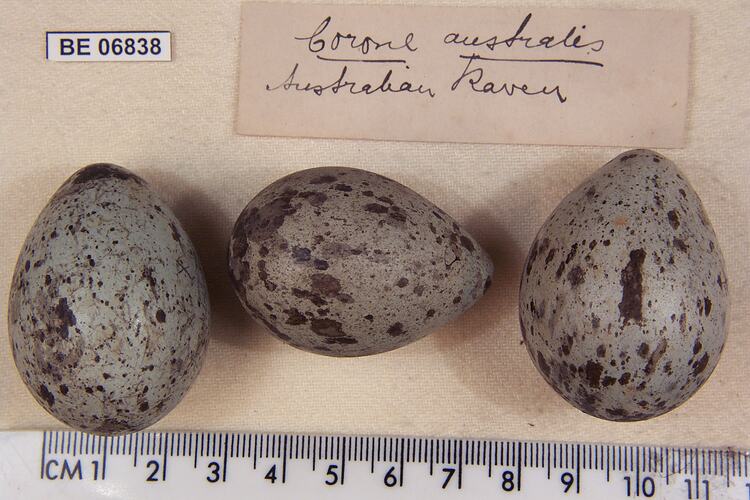 Three bird eggs with specimen labels beside ruler.