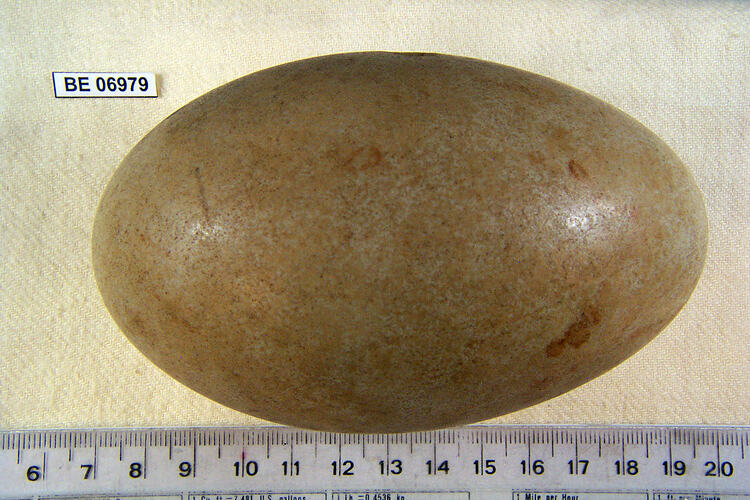 Bird egg with specimen label beside ruler.