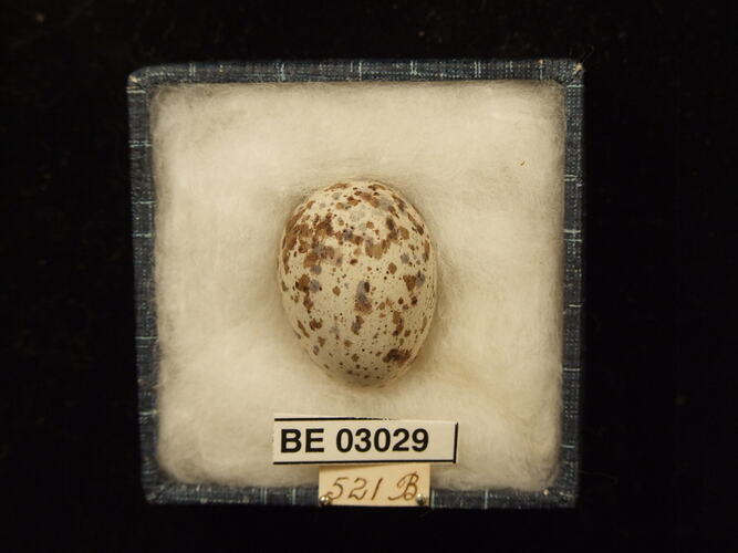 Bird egg in box with labels.