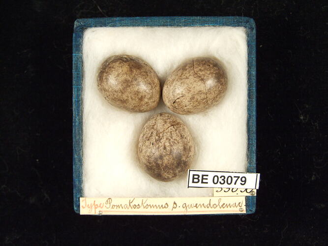 Three bird eggs in box with labels.