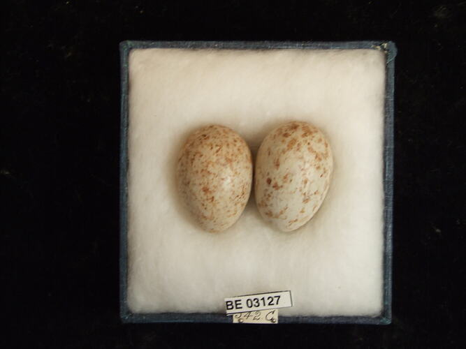 Two bird eggs in box with labels.