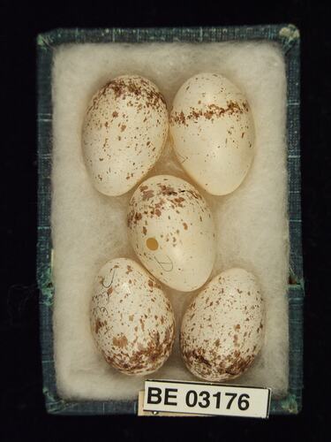 Five bird eggs in box with labels.