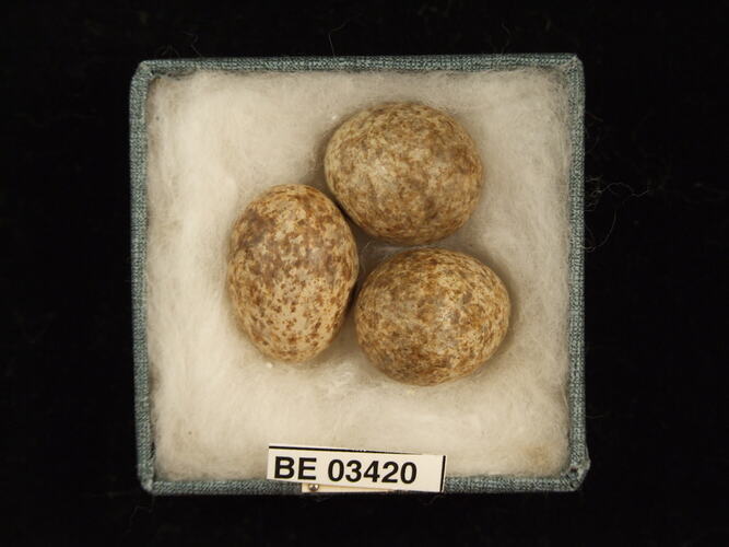 Three bird eggs in box with specimen labels.
