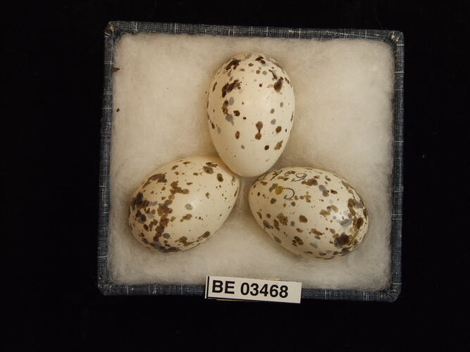 Three bird eggs in box with specimen label.