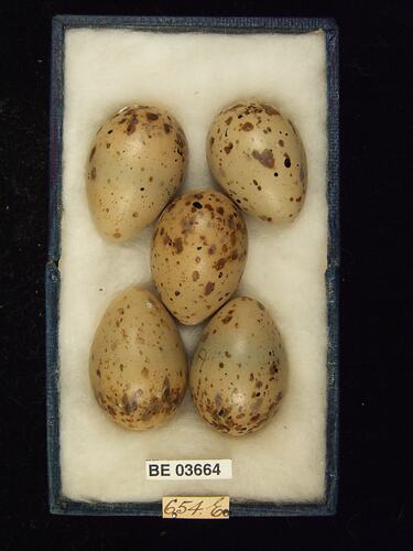 Five bird eggs in box with specimen labels.
