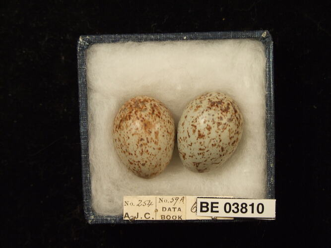 Two bird eggs in box with specimen labels.