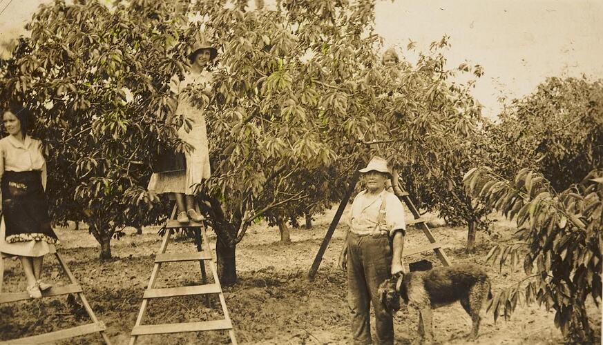 Digital Photograph - Two Women & Man Working in Cherry Orchard, Blackburn,  1938