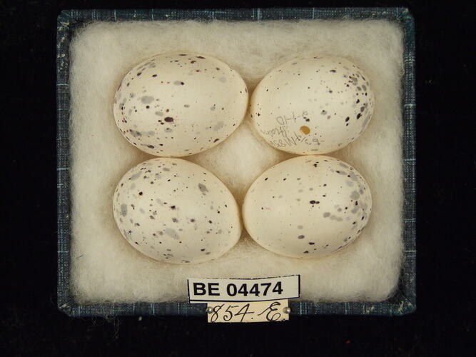 Four bird eggs with specimen labels in box.
