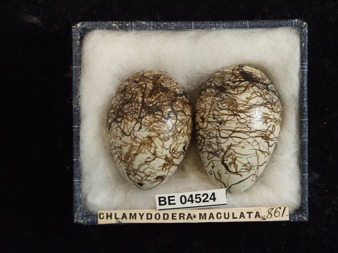 Two bird eggs with specimen labels in box.