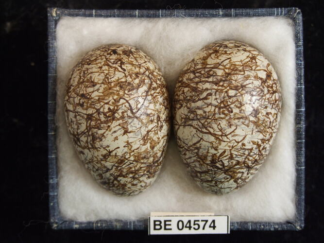 Two bird eggs with specimen labels in box.