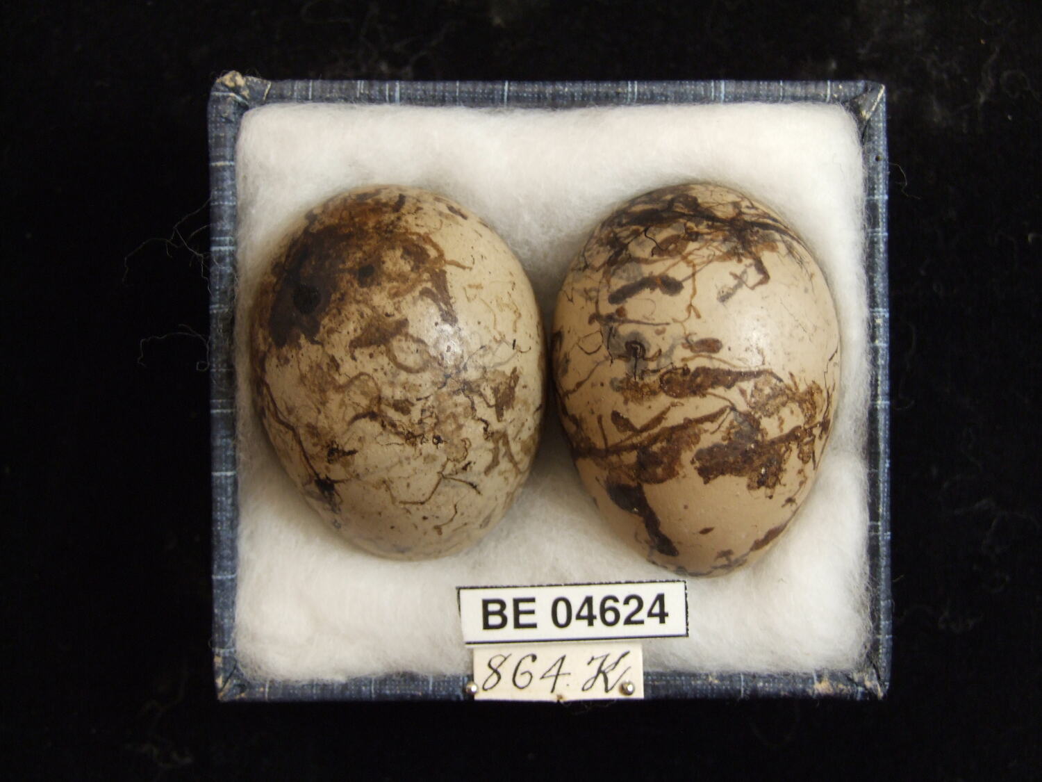 Chlamydera Nuchalis Orientalis