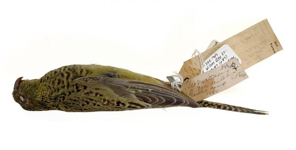 Dry bird skin specimen with labels.