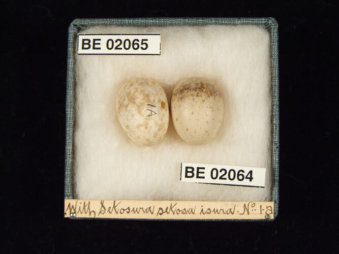 Two bird eggs with specimen labels in box.