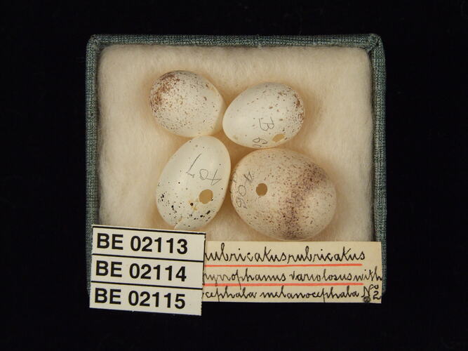 Four bird eggs with specimen labels in box.