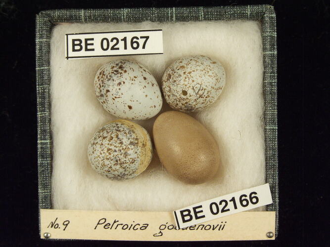 Four bird eggs with specimen labels in box.