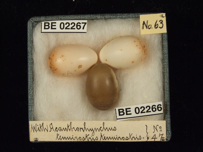 Three bird eggs with specimen labels in box.
