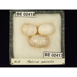 <em>Chrysococcyx basalis</em>