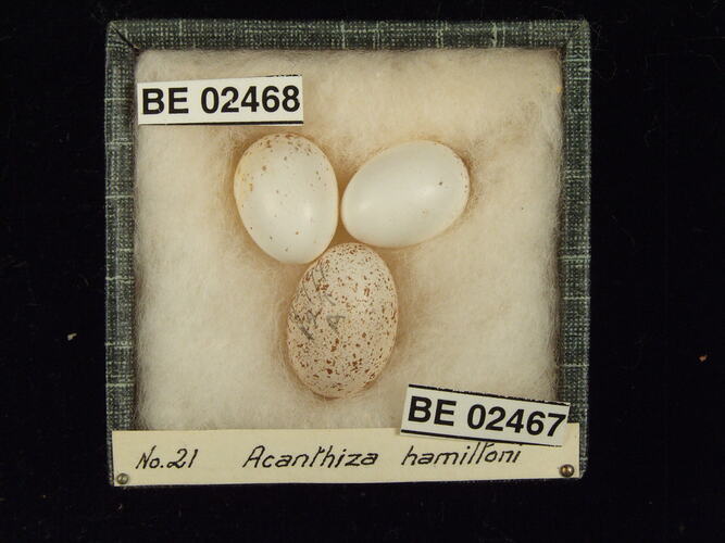 Three bird eggs in box with specimen labels.
