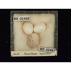 <em>Chalcites basalis</em> (Horsfield, 1821)