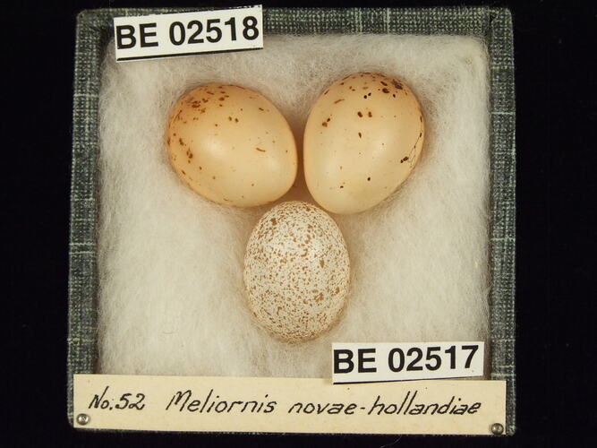 Three bird eggs with specimen labels in box.
