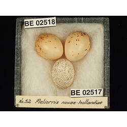 <em>Chalcites basalis</em> (Horsfield, 1821)