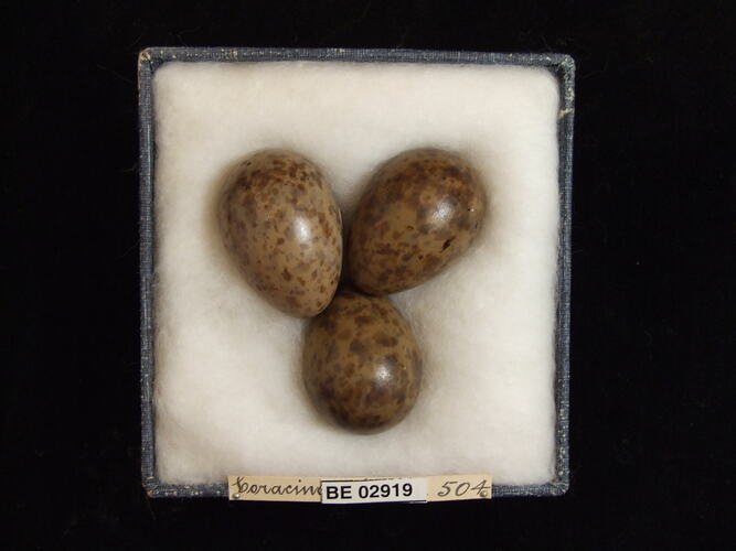 Three bird eggs with specimen label in box.
