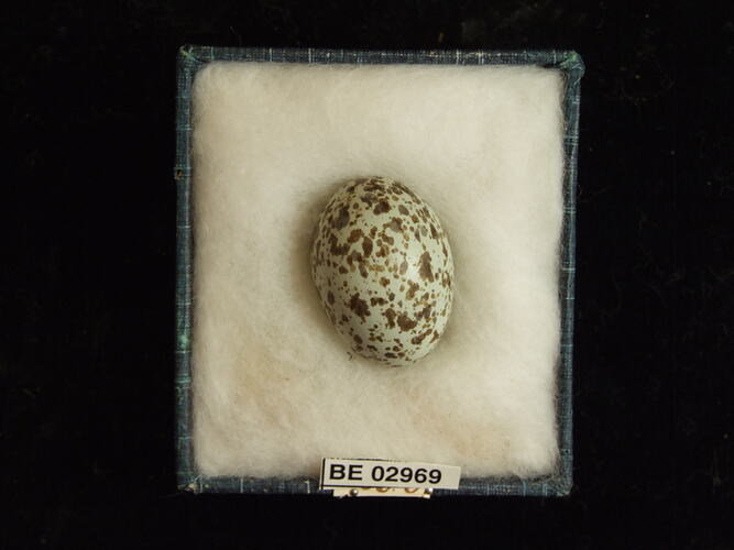 Bird egg with specimen label in box.