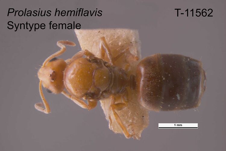Ant specimen, female, dorsal view.
